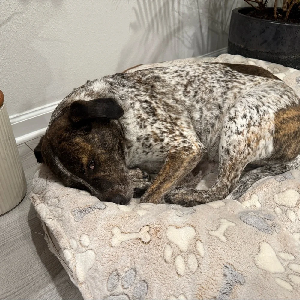 Posh Pooch Berkshire Cream and Gray Luxury Dog Blanket